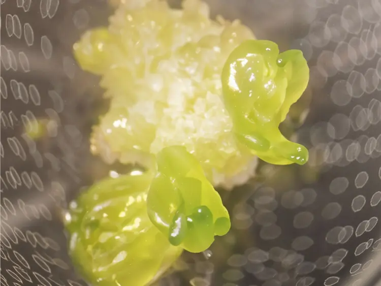 原生质体分离